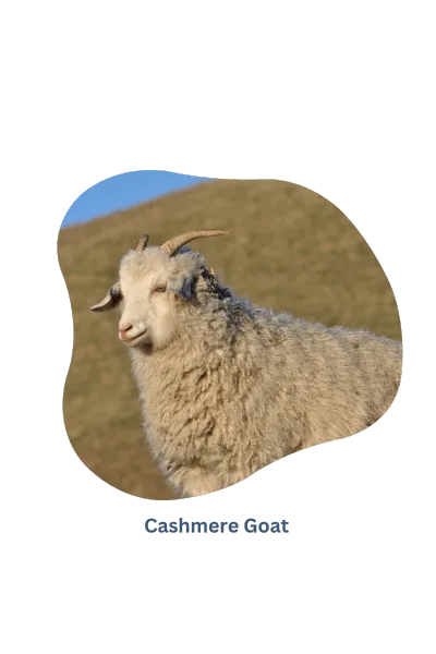 Filato di cashmere