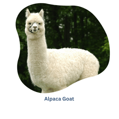 Grondstoffen waar komt Alpaca vandaan - Rochak Handknit