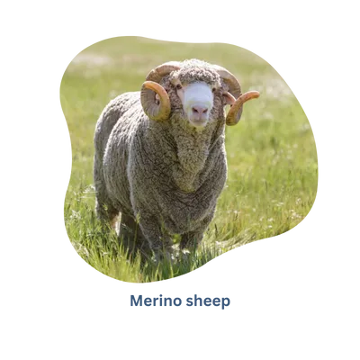 Grondstoffen waar komt Merino vandaan - Rochak Handknit