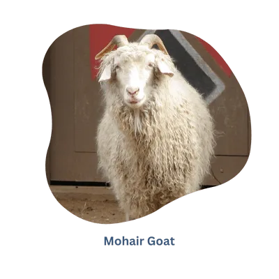 Raw materials where does Mohair comes from - Rochak Handknit